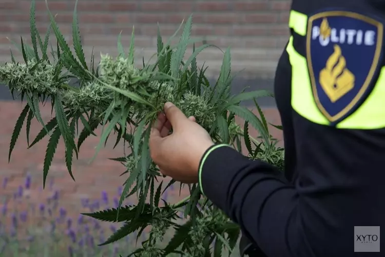 Parkstad gemeenten werken samen in project tegen illegale hennepteelt