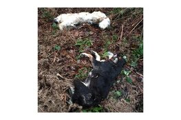 Politie zoekt eigenaar van twee overleden honden