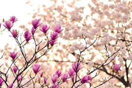 Eindelijk wat lente in de lucht: Meer zon en hogere temperaturen