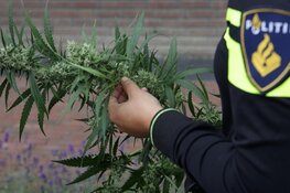 Grote hennepplantage aangetroffen in Kerkrade