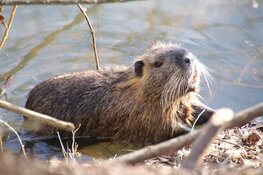 Waterschap Limburg teleurgesteld in nieuwe Faunabeheerplan bever