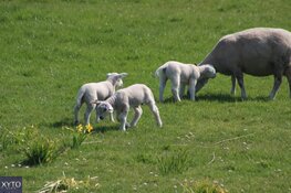 Lente officieel begonnen: zacht weer, later meer kans op buien