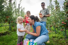 Limburgse fruittelers openen hun boomgaard: geniet van de oogst van dichtbij